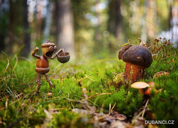 DECOUVERTE DE CHAMPIGNONS