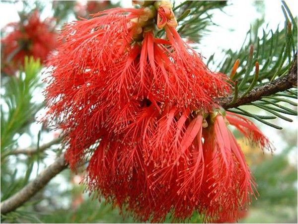 PLUMES ROUGES